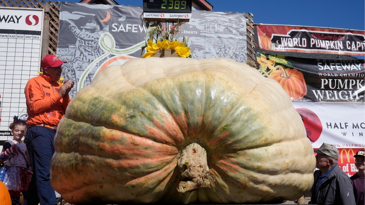 A giant pumpkin named Rocky gives a champion grower his California comeback
โ ABC 7 Bay Area, Woodside Schools news
