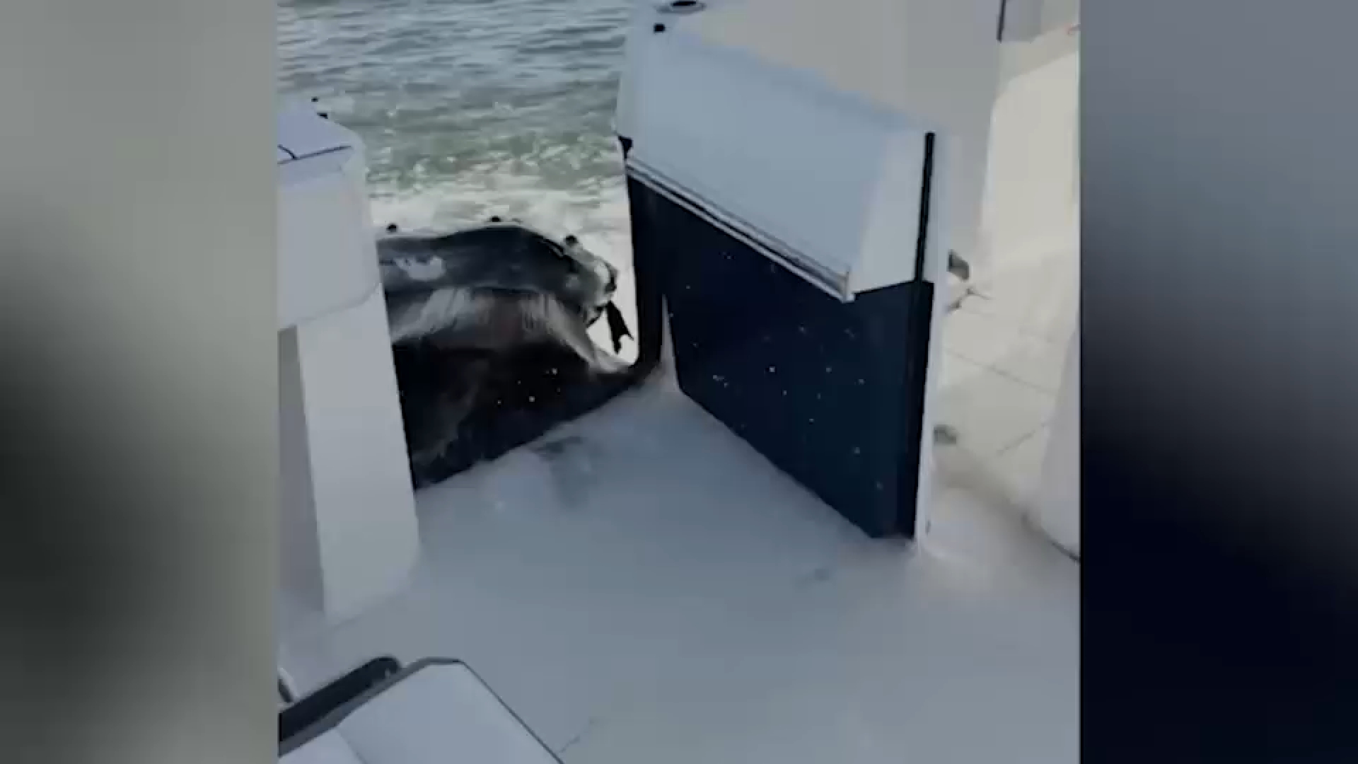 Video captures humpback whale crashing into boat off Long Island
       — ABC 7 Bay Area