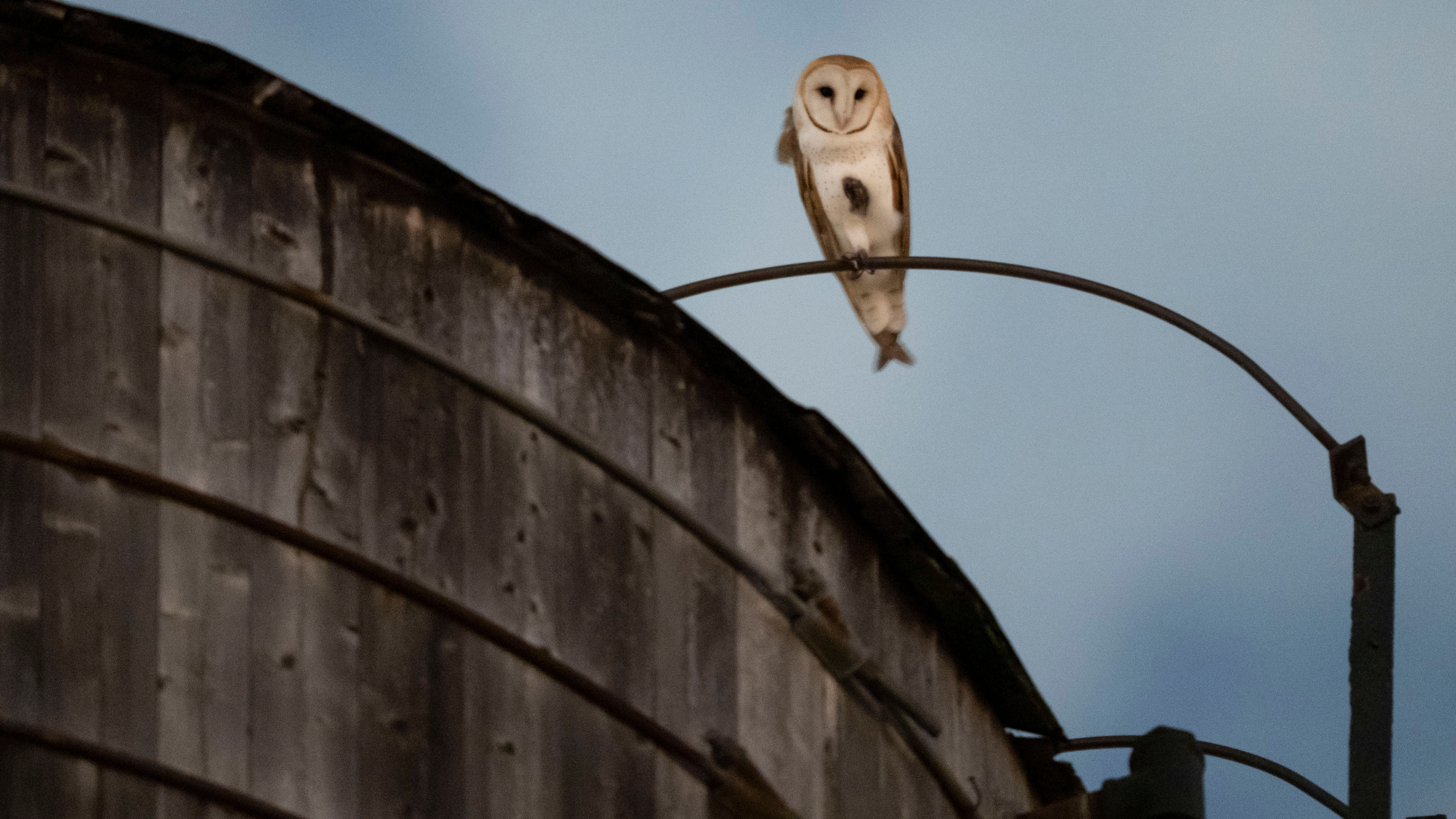 A rare family of barn owls moved into Manhattan's Upper West Side
       — ABC 7 Bay Area, Woodside Business news