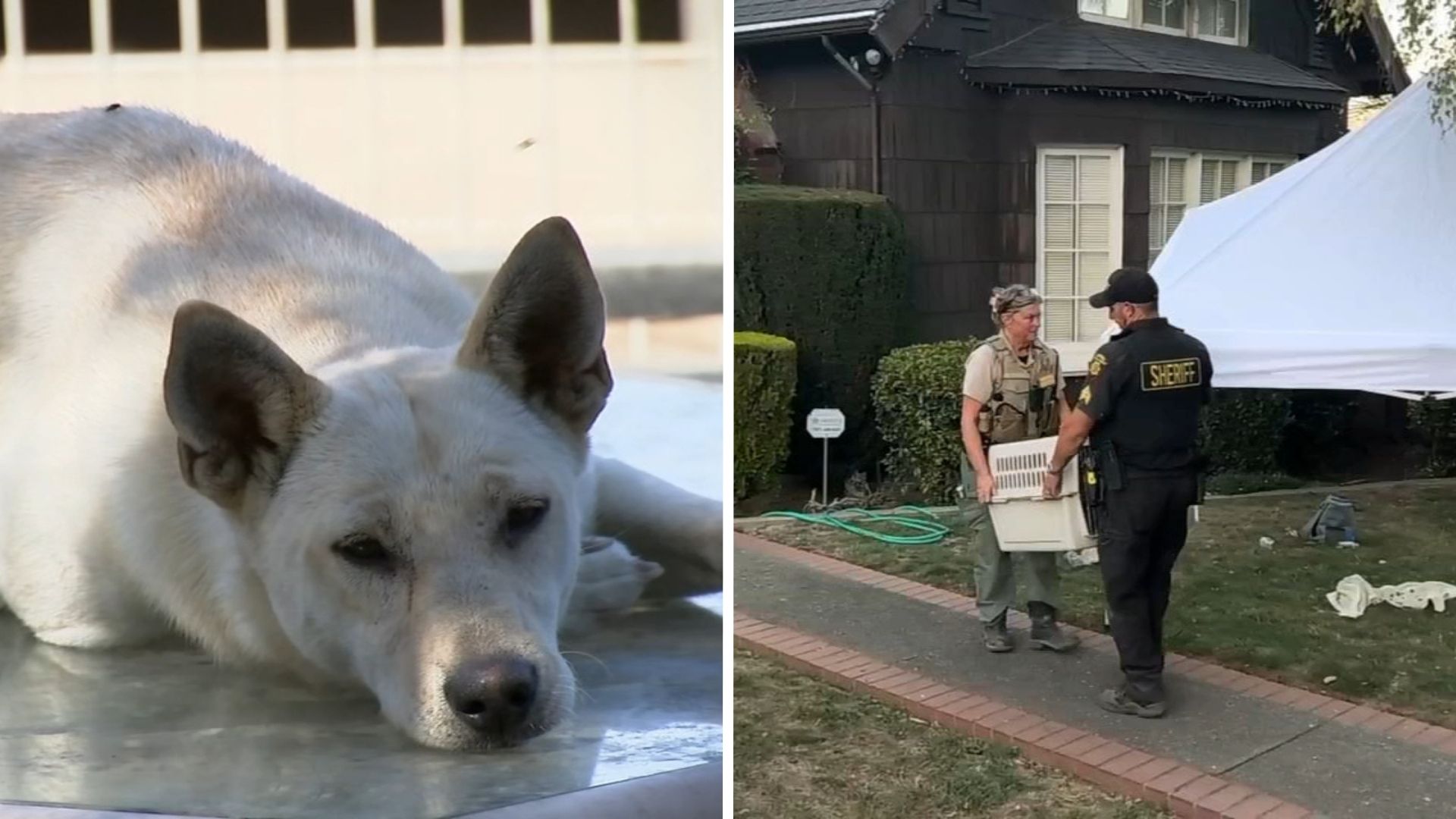 44 dogs removed from Vallejo 'hoarder' home linked to convicted breeder in animal cruelty case
— ABC 7 Bay Area, Woodside Real Estate news