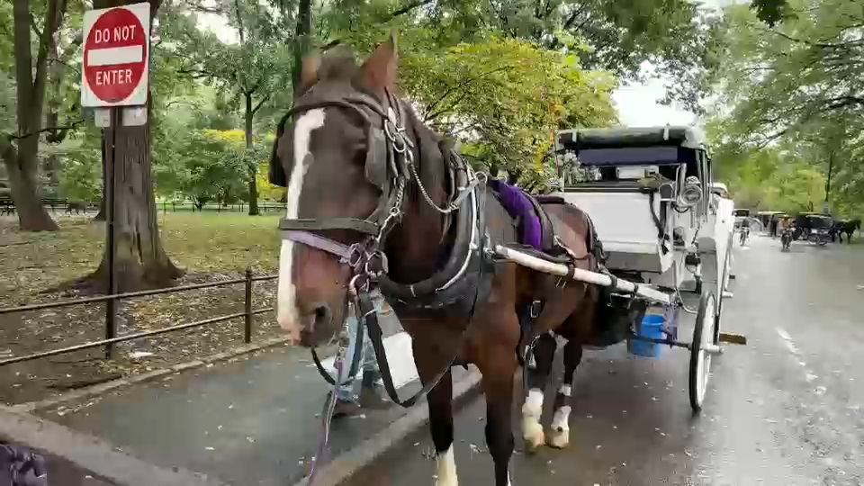 New York City Council passes law to phase out horse-drawn carriages by 2028
       — ABC 7 Bay Area, Woodside Government news