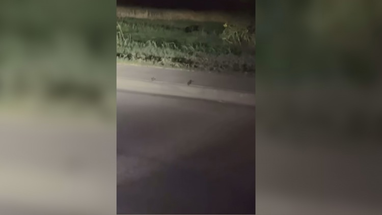Viral video of 'black panther' in Midland sparks debate despite expert skepticism — NewsWest 9 (Permian Basin)