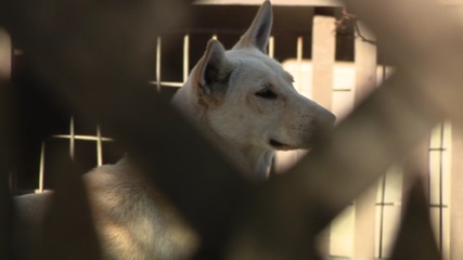 Dozens of dogs taken from Vallejo home amid animal cruelty investigation — KTVU FOX 2 Bay Area, Woodside Real Estate news