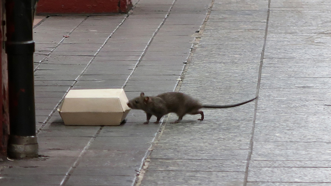 Rats and mice are the worst in these U.S. cities, new ranking finds — KTVU FOX 2 Bay Area